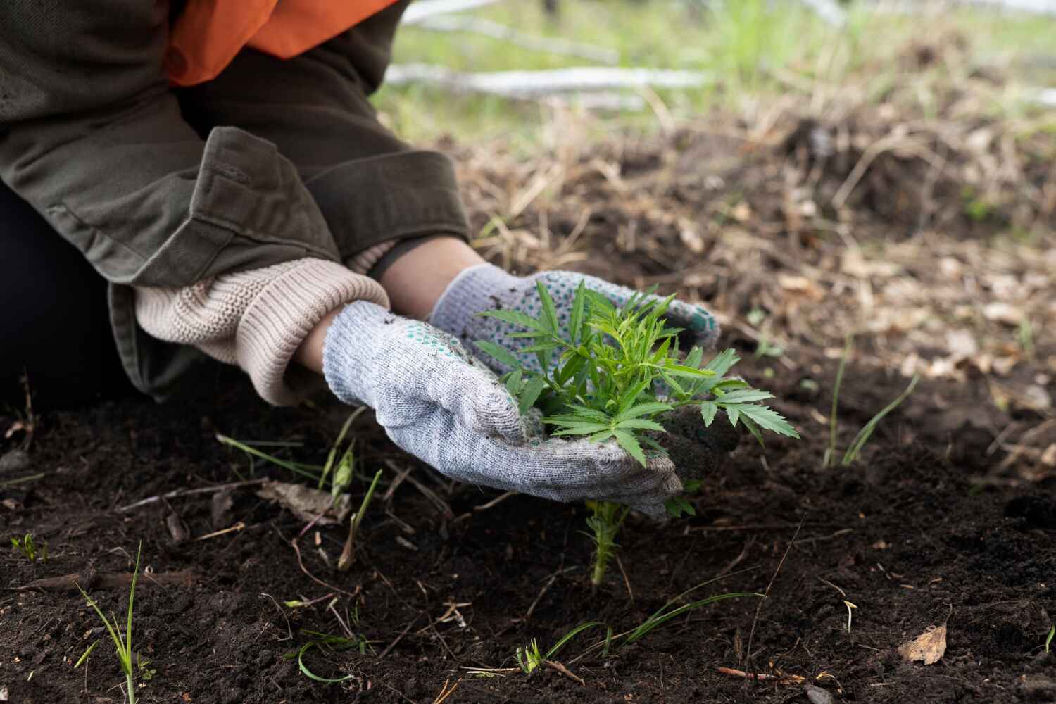 The Steps Involved in Our Tree Care Process in Waseca, MN